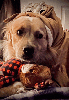 a dog wearing a santa hat is holding a stuffed reindeer toy