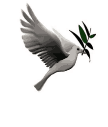 a white dove flying with a green branch in its beak