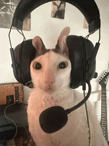 a cat wearing a pair of headphones with a microphone attached to it