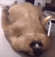 a dog laying on its back drinking from a can