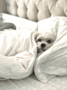 a small white dog laying on a bed under a white blanket