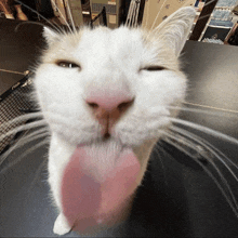 a close up of a cat 's face with its tongue out and a stiga net in the background