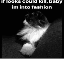 a black and white photo of a fluffy cat with the caption if looks could kill baby im into fashion