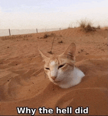 a cat is sticking its head out of a hole in the sand and asking why the hell did .