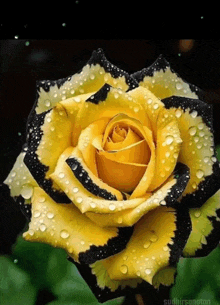 a close up of a yellow and black rose with water drops on it