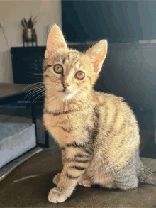 a small kitten sitting on a chair looking at the camera