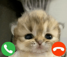 a kitten is talking on a cell phone with a green and red circle .