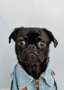 a black pug wearing a blue denim jacket