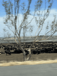 a herd of cows are standing in a fenced in area with a tree in the foreground