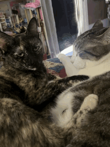 two cats are laying next to each other on a blanket