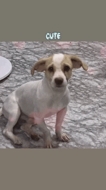 a small brown and white dog is sitting on the floor and the word cute is above it .