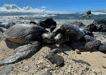 a couple of sea turtles are laying on the beach near the ocean .