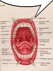 a diagram of the inside of a person 's mouth with labels on it