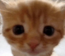 a close up of a kitten 's face with a blurry background .