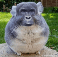 a picture of a monkey with a chinchilla body