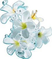 a white flower with a yellow center is surrounded by water drops