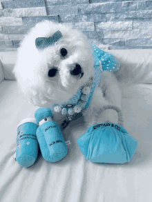 a small white dog wearing a blue outfit and a sniffany & co. purse