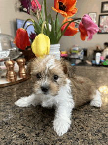 a brown and white puppy is laying on a counter next to a vase of flowers