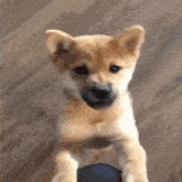 a brown and white puppy is standing on its hind legs on a wooden floor looking at the camera .