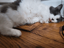 a gray and white cat laying on a wood floor