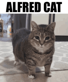 a cat standing on a rug with the word alfred cat above it