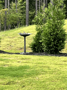 a bird bath sits in the middle of a grassy field