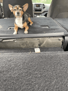 a small brown and white dog is laying in the back of a car