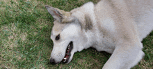 a husky dog is laying down in the grass with its mouth open