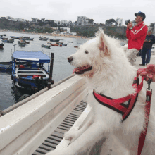 a white dog wearing a red and black harness is standing on a boat