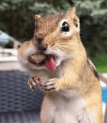 a chipmunk with its tongue out is eating a peanut .