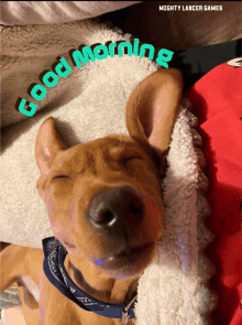 a brown dog laying on a blanket with the words good morning written above it