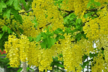 a tree with lots of yellow flowers hanging from it