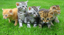 a group of kittens are standing in the grass together