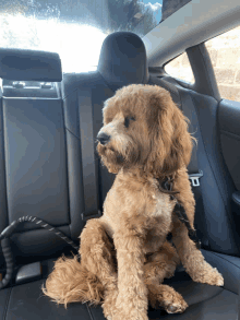 a dog sitting in the back seat of a car