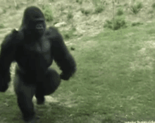 a gorilla is squatting down in a field with the website www.baevideo visible in the corner