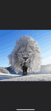 a snow covered tree in a field with a blue sky in the background