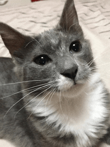 a close up of a grey and white cat