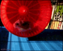 a hamster is running in a red wheel with the website 4gifs.com below it