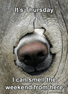 a dog 's nose sticking out of a hole in a wooden wall