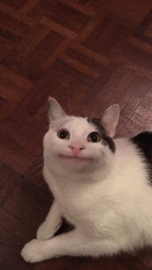 a white and black cat laying on a wooden floor looking up