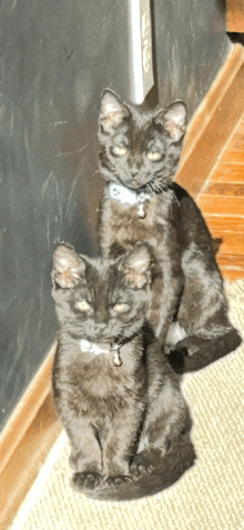 two cats sitting next to each other with one wearing a blue collar