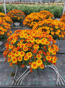 a bunch of yellow and red flowers are growing in a greenhouse