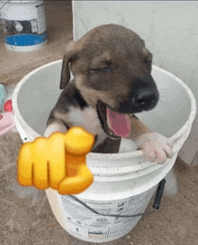 a brown and white puppy is sitting in a white bucket