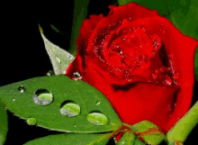 a red rose with water drops on it and a green leaf .