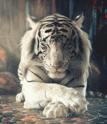 a white tiger is laying down with its paws crossed and the words warnet.ws written below it