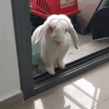 a white rabbit standing next to a red royal canin crate