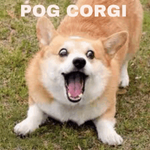 a dog with its mouth open and the word pog corgi written above it