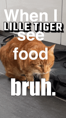 a picture of an orange cat with the words when i lille tiger see food bruh