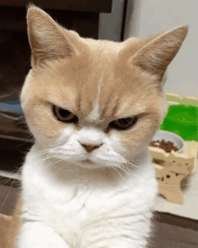 a cat with an angry look on it 's face