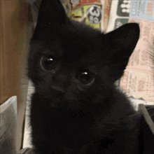 a close up of a black kitten looking at the camera with a newspaper in the background that says ' a ' on it